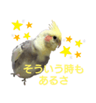 オカメインコの可愛いスタンプ(2)（個別スタンプ：4）