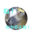 オカメインコの可愛いスタンプ(2)（個別スタンプ：5）