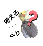 オカメインコの可愛いスタンプ(2)（個別スタンプ：6）