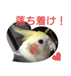 オカメインコの可愛いスタンプ(2)（個別スタンプ：7）