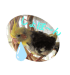 オカメインコの可愛いスタンプ(2)（個別スタンプ：8）