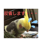 オカメインコの可愛いスタンプ(2)（個別スタンプ：9）