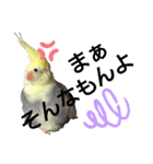 オカメインコの可愛いスタンプ(2)（個別スタンプ：10）