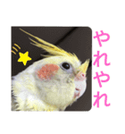 オカメインコの可愛いスタンプ(2)（個別スタンプ：12）
