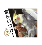 オカメインコの可愛いスタンプ(2)（個別スタンプ：14）