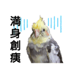 オカメインコの可愛いスタンプ(2)（個別スタンプ：15）