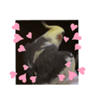 オカメインコの可愛いスタンプ(2)（個別スタンプ：16）