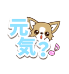 チワワ 犬スタンプ【くっきり大文字】（個別スタンプ：7）