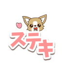 チワワ 犬スタンプ【くっきり大文字】（個別スタンプ：24）