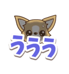 チワワ 犬スタンプ【くっきり大文字】（個別スタンプ：27）