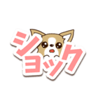 チワワ 犬スタンプ【くっきり大文字】（個別スタンプ：29）