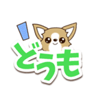 チワワ 犬スタンプ【くっきり大文字】（個別スタンプ：36）