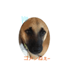 保護犬みかん3＋追加分（個別スタンプ：1）