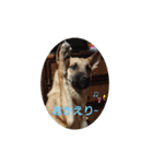 保護犬みかん3＋追加分（個別スタンプ：2）
