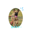 保護犬みかん3＋追加分（個別スタンプ：3）