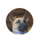 保護犬みかん3＋追加分（個別スタンプ：4）