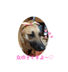 保護犬みかん3＋追加分（個別スタンプ：5）