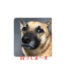 保護犬みかん3＋追加分（個別スタンプ：6）