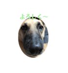 保護犬みかん3＋追加分（個別スタンプ：7）