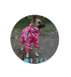 保護犬みかん3＋追加分（個別スタンプ：9）