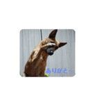 保護犬みかん3＋追加分（個別スタンプ：10）