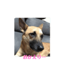 保護犬みかん3＋追加分（個別スタンプ：13）