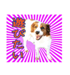 嵐夢すたんぷ②（個別スタンプ：1）