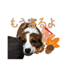 嵐夢すたんぷ②（個別スタンプ：7）