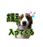嵐夢すたんぷ②（個別スタンプ：13）