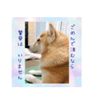 柴犬教授レイさんの日常目録。その2（個別スタンプ：1）