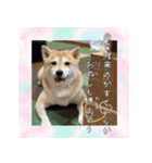 柴犬教授レイさんの日常目録。その2（個別スタンプ：2）