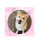 柴犬教授レイさんの日常目録。その2（個別スタンプ：3）