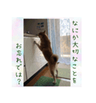 柴犬教授レイさんの日常目録。その2（個別スタンプ：4）