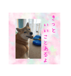 柴犬教授レイさんの日常目録。その2（個別スタンプ：5）
