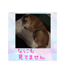 柴犬教授レイさんの日常目録。その2（個別スタンプ：6）