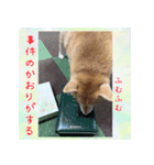 柴犬教授レイさんの日常目録。その2（個別スタンプ：7）