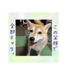 柴犬教授レイさんの日常目録。その2（個別スタンプ：8）
