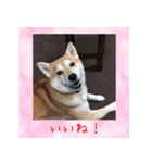 柴犬教授レイさんの日常目録。その2（個別スタンプ：9）
