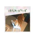 柴犬教授レイさんの日常目録。その2（個別スタンプ：10）