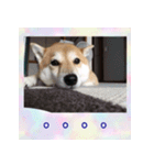 柴犬教授レイさんの日常目録。その2（個別スタンプ：11）