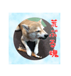 柴犬教授レイさんの日常目録。その2（個別スタンプ：12）