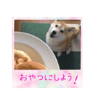 柴犬教授レイさんの日常目録。その2（個別スタンプ：14）