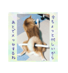 柴犬教授レイさんの日常目録。その2（個別スタンプ：15）