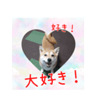 柴犬教授レイさんの日常目録。その2（個別スタンプ：16）