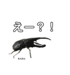 虫大好き！虫好き日常スタンプ（個別スタンプ：7）