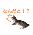猫丸くんと切身ちゃんと獅子丸くん（個別スタンプ：1）