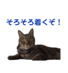 猫丸くんと切身ちゃんと獅子丸くん（個別スタンプ：2）