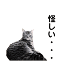 猫丸くんと切身ちゃんと獅子丸くん（個別スタンプ：3）