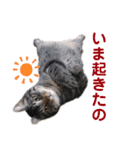 猫丸くんと切身ちゃんと獅子丸くん（個別スタンプ：4）