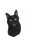 猫丸くんと切身ちゃんと獅子丸くん（個別スタンプ：6）